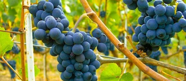 viticultura